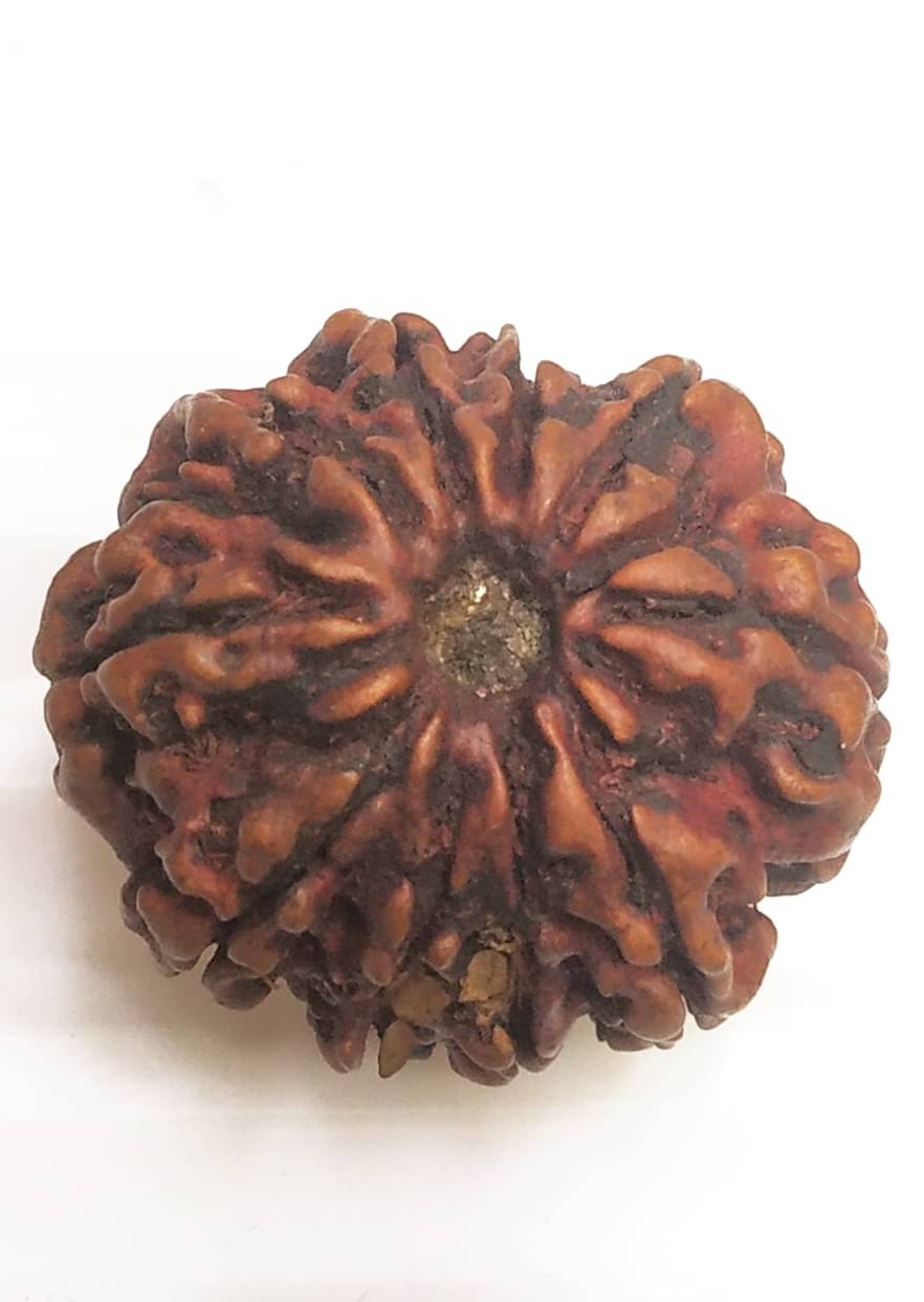     			Natural Rudraksha (10 Mukhi) Rudraksha Pack of 1
