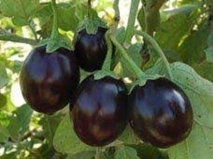 INTENSIVE FARMING Vegetable Seeds Brinjal Hybrid Seeds Plant Seeds
