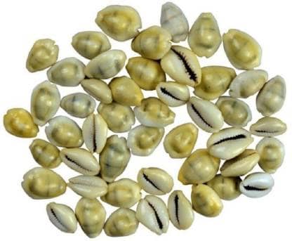 Astrodidi Yellow Kaudi Peeli Cowrie Kawdi Kowdi For Lakshmi Pooja (21 Pieces)