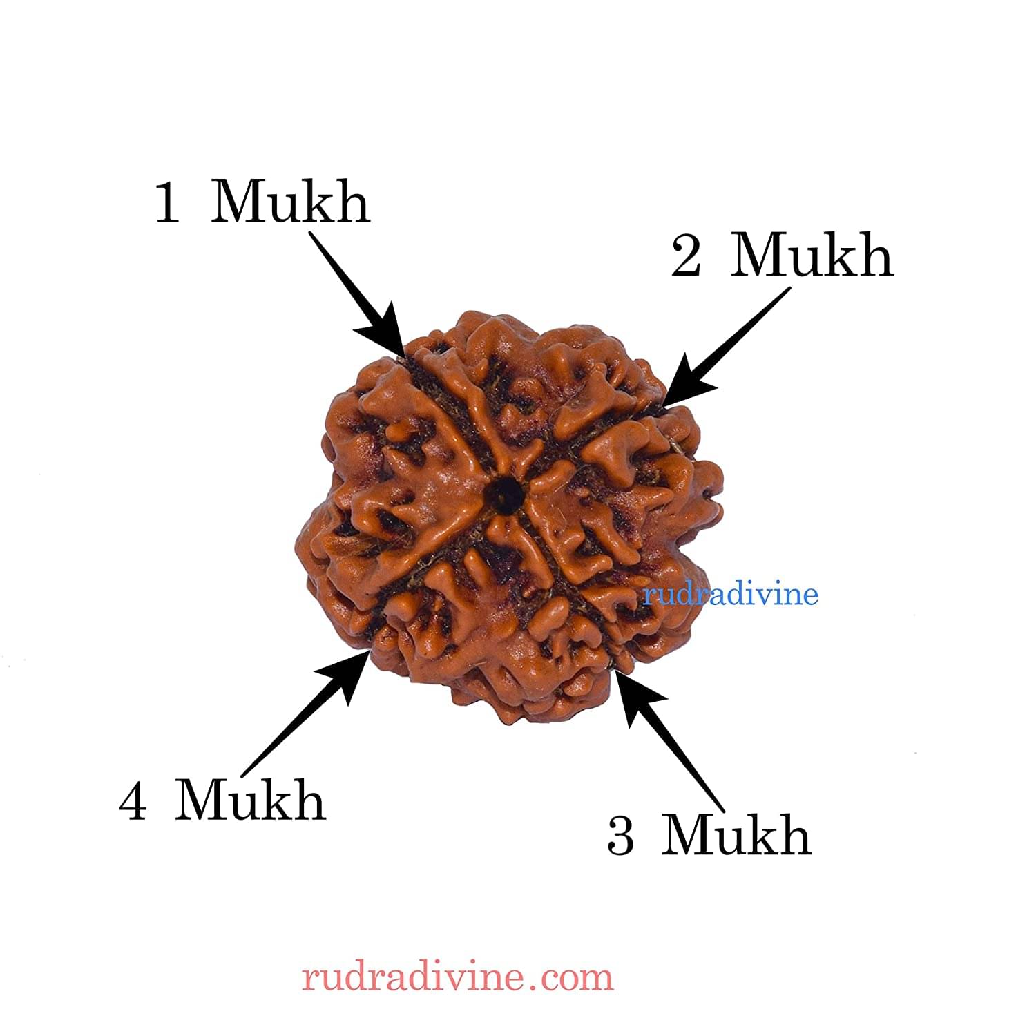     			Rudradivine Natural 4 Mukhi Nepali Rudraksha 4 Face Nepali Rudraksha Bead Four Mukhi Rudraksha With Lab Certified