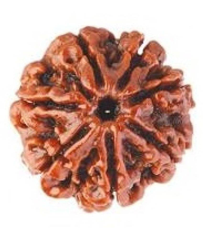     			shreee shyam 7 Mukhi Rudraksha, Nepal Originated Rudraksh | Bead Size: 20-25mm | 100% Original & Natural Rudrakash |