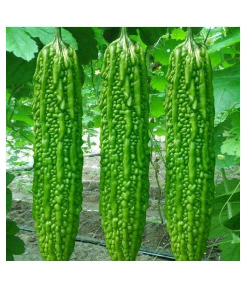 15 Seeds of High Yield Bitter Gourd Pali F1 Hybrid Green Long for Terrace Balcony Kitchen Poly House Gardening 15 Seeds of High Yield Bitter Gourd Pali F1 Hybrid Green Long for Terrace Balcony Kitchen Poly House Gardening