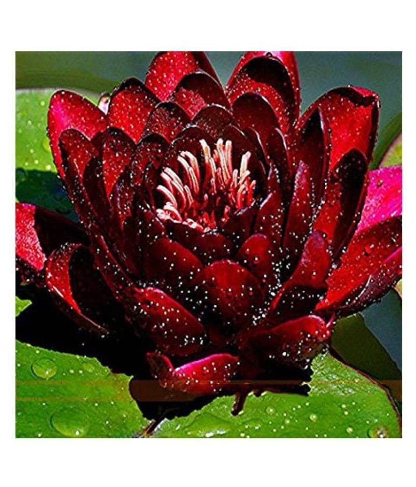 Mini Water Lily Lotus Flower Seeds (Red and Black) 10 seed Mini Water Lily Lotus Flower Seeds (Red and Black) 10 seed