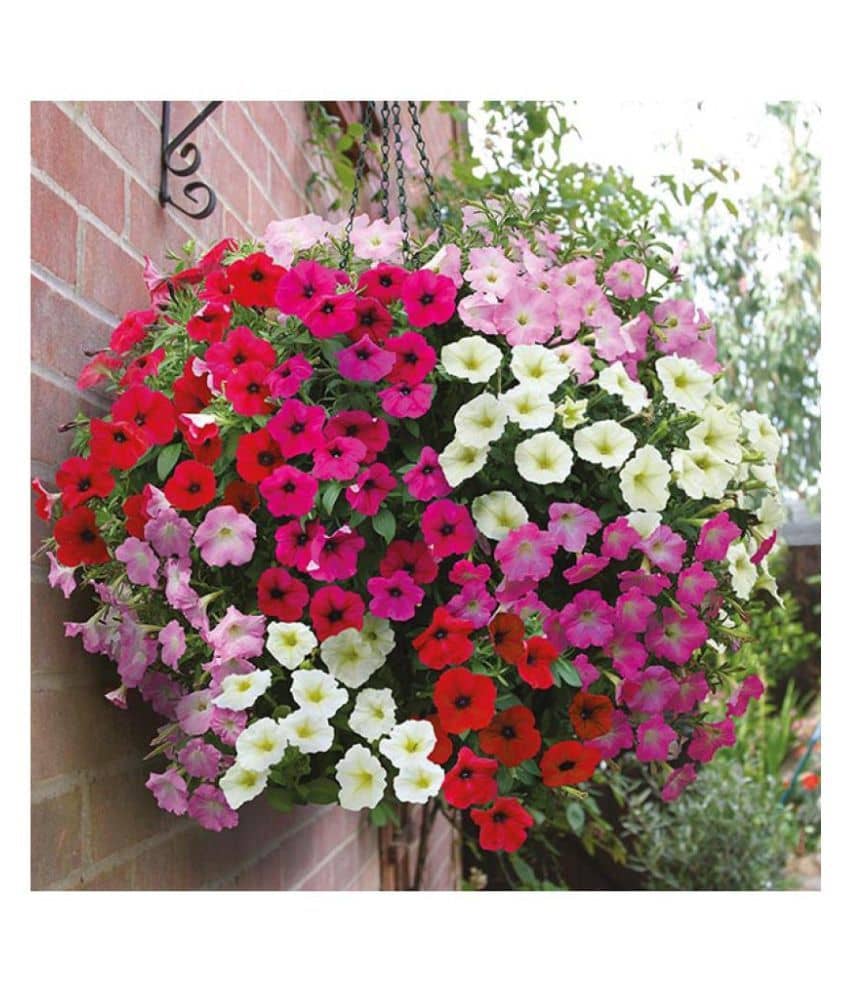 Petunia Mixed Seeds (Pack of 50 Seeds)