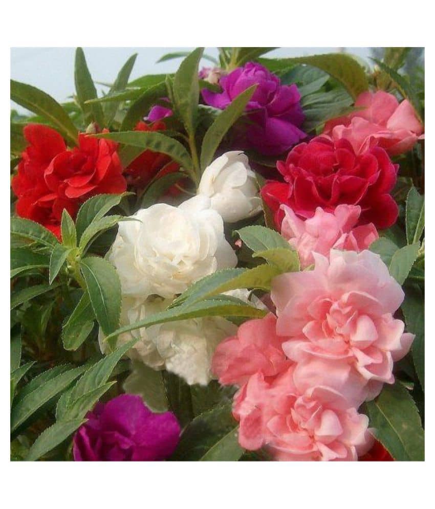 Balsam (Brother Of Rose) Mix Flowers Seeds - Pack of 30 Seeds PREMIUM QUALITY