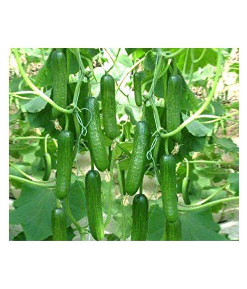 Vegetable Seeds Cucumber - For Home Garden/Kitchen Garden (Pack of 50 Seeds) Vegetable Seeds Cucumber - For Home Garden/Kitchen Garden (Pack of 50 Seeds)