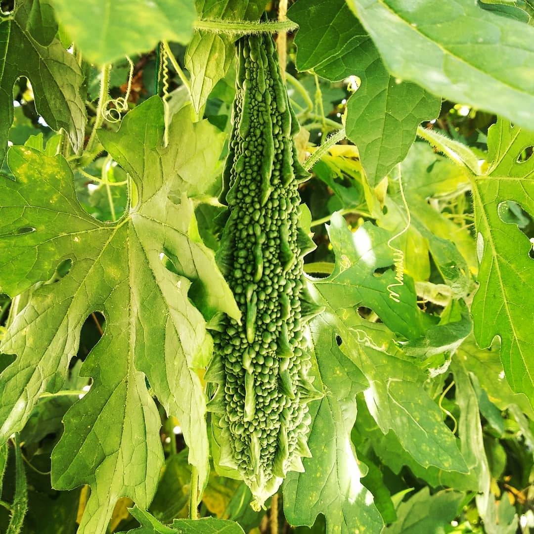     			Bitter Gourd Seeds - 15 Seeds Per Pack