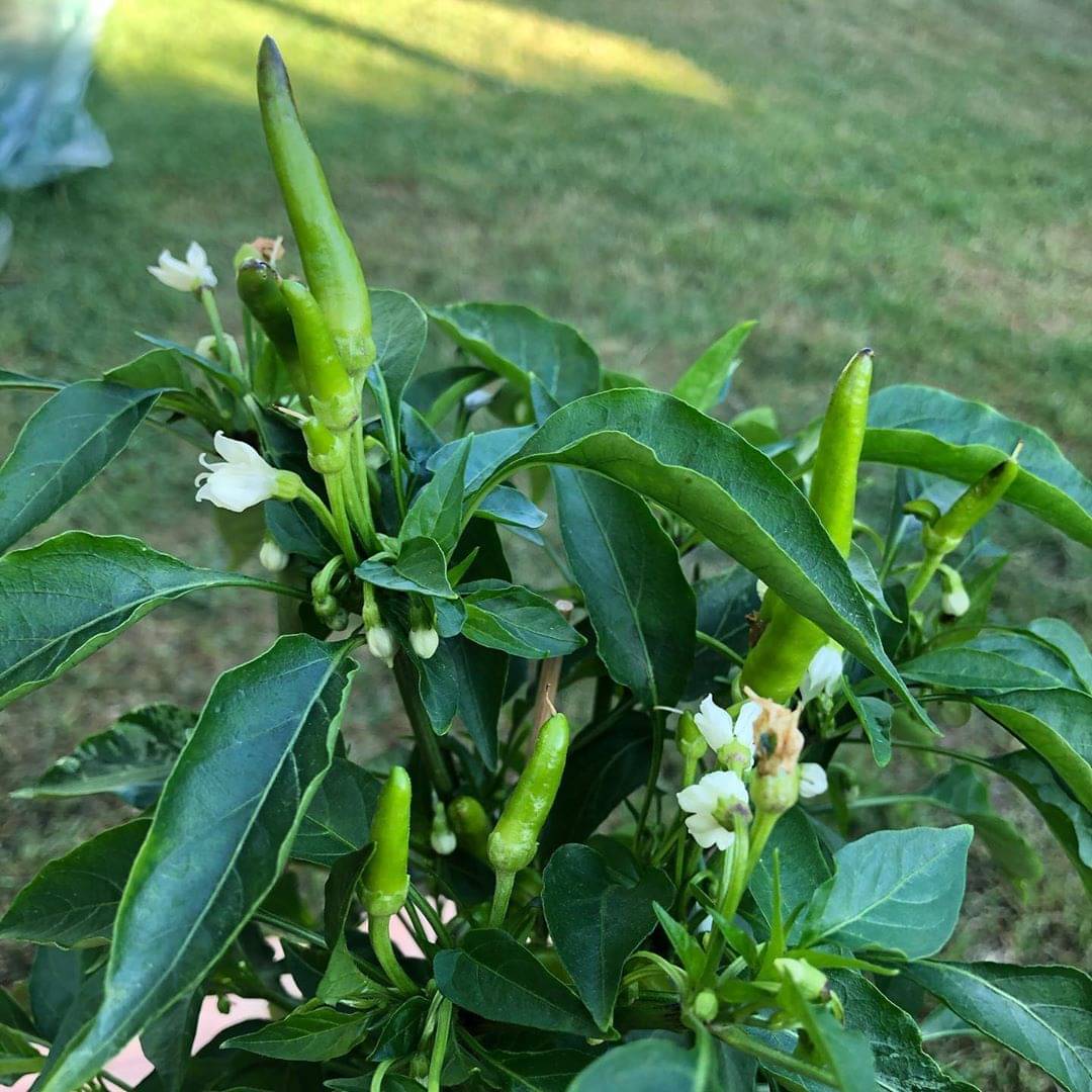     			Chilli Best Quality Seeds For Your Garden -100 Seeds Per Pack