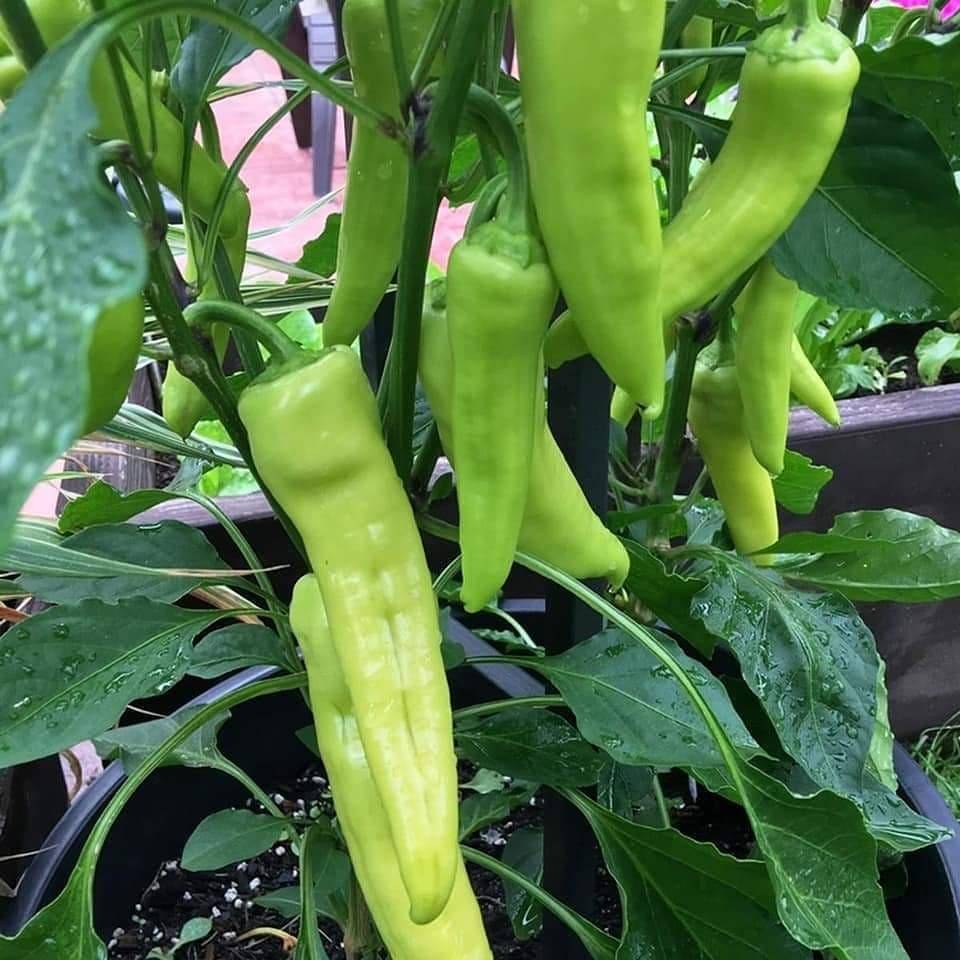     			Hybrid Chilli Seeds Best For Your Home Garden - 100 Seeds Per Pack