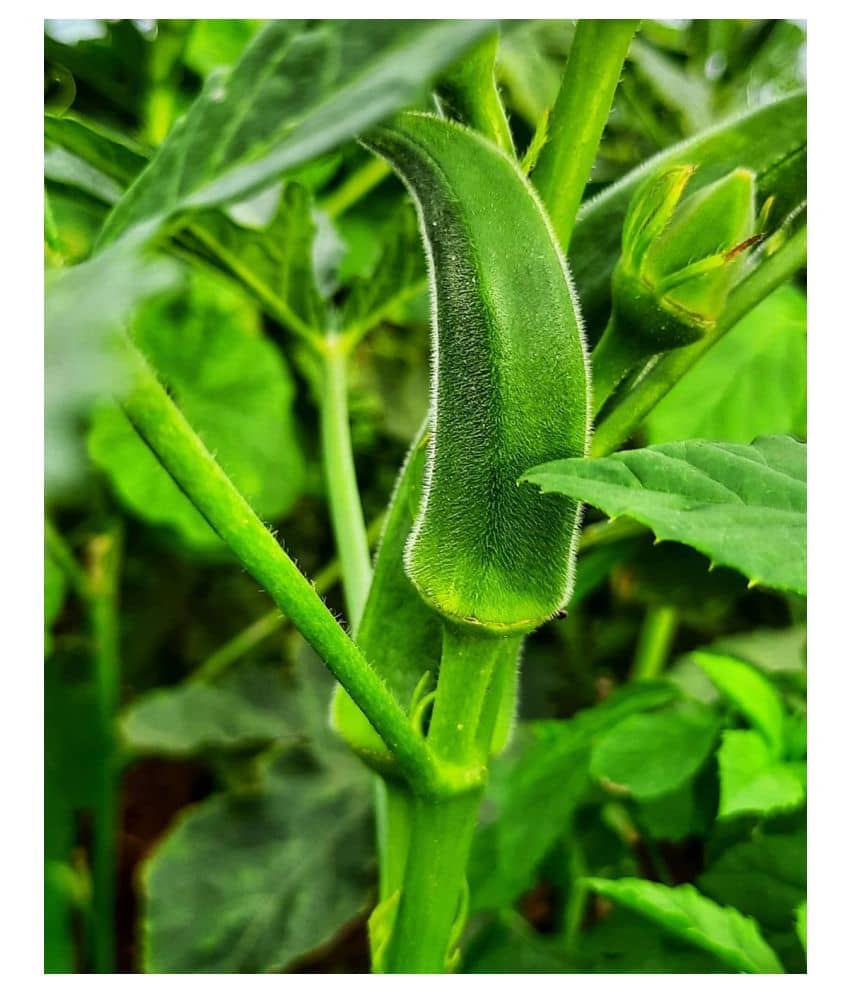 Lady Finger (Bhindi) Seeds Best Quality
