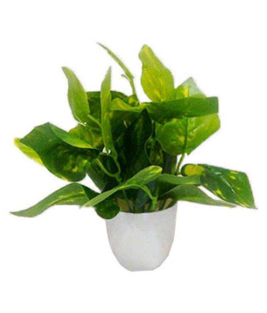Green plant indoor Artificial Money Plant Bonsai Green Bonsai Plastic - Pack of 1 Green plant indoor Artificial Money Plant Bonsai Green Bonsai Plastic - Pack of 1