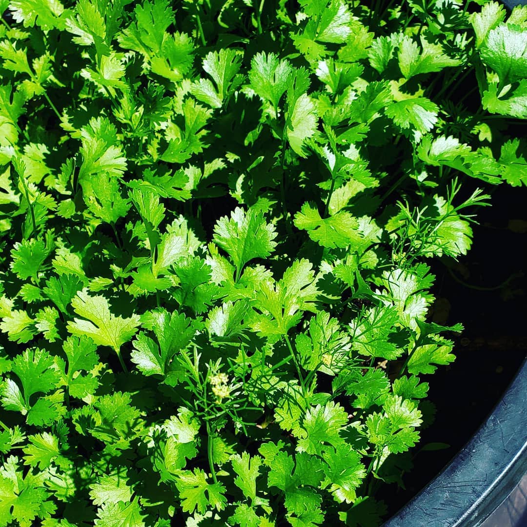 Best Quality Coriander Seeds For Your Home Garden