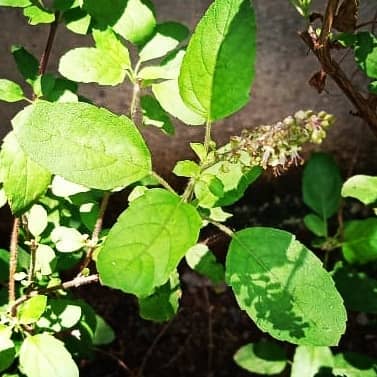 Best Quality Indoor Tulsi Plant Seeds - 25 Seeds Per Pack