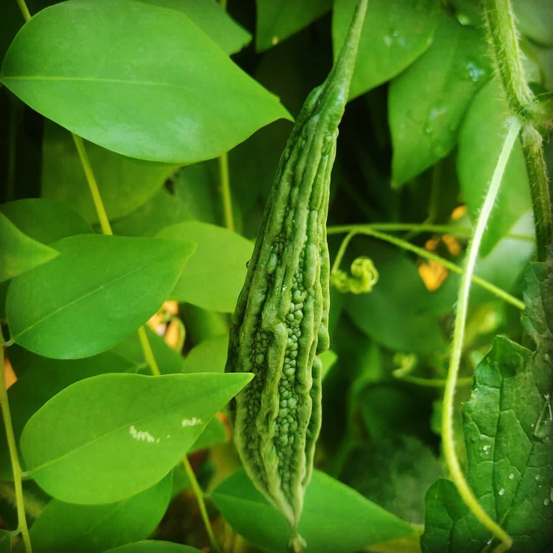     			Bitter Gourd (karela) Seeds - 15 Seeds Per Pack