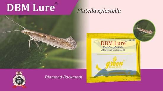     			DBM Pheromone Lure (Plutella xylostella) for Diamondback Moth Pheromone trap pack of 10 only lure.