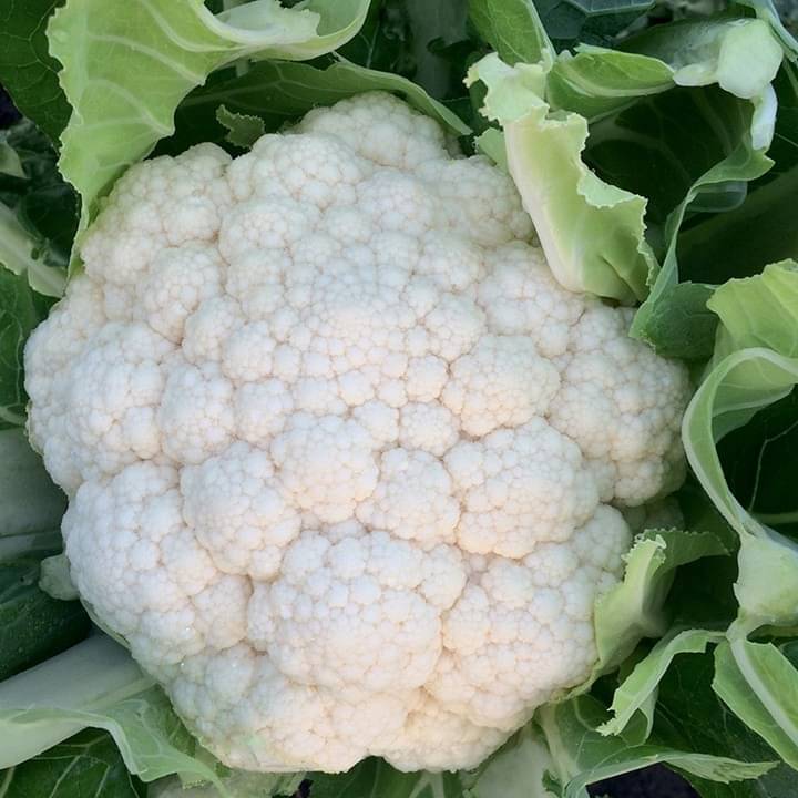     			Vegetable Seeds Cauliflower-40 Seeds Per Pack