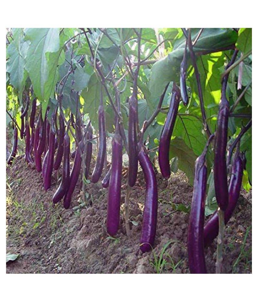 Long Purple Brinjal ( Best Quality Seeds ) - 100 Seeds Per Pack