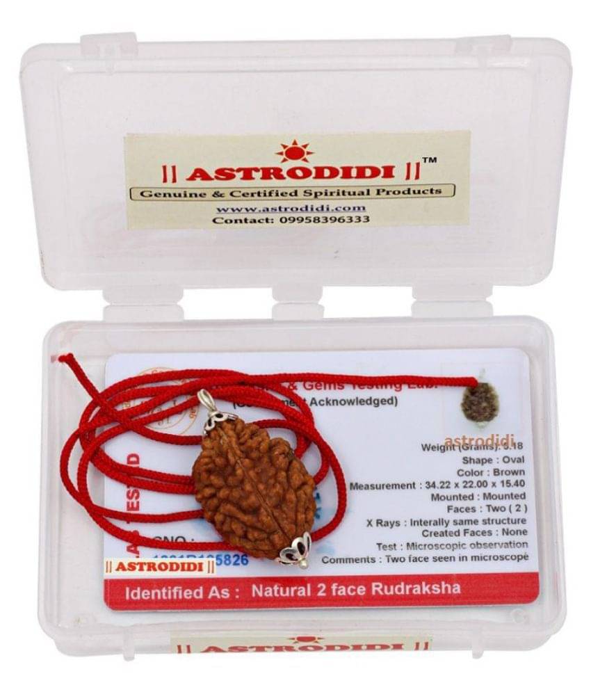     			Astrodidi 2 Mukhi Rudraksha Pendant With Lab Report