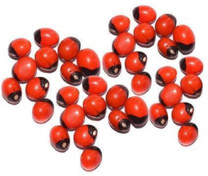     			Astrodidi Red Gunja Seeds For Maa Lakshmi Pooja Seed (31 Pieces)