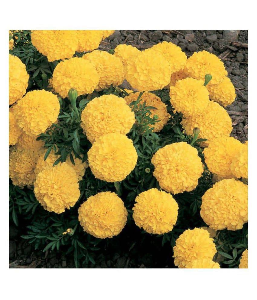 KANISHQ SEEDS YELLOW MARIGOLD FLOWER SEEDS-50 SEEDS