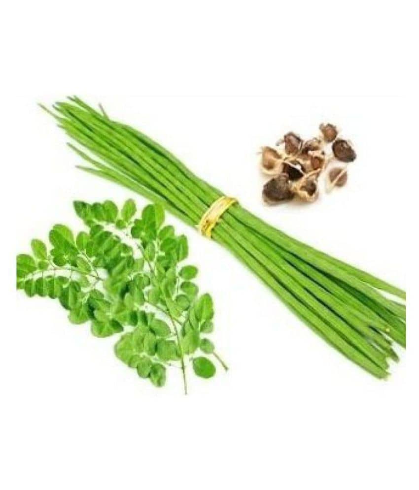 SK Organic Moringa Seeds PKM1 Hybrid (Drumstick Seeds) 20 seeds