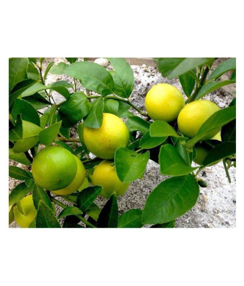 Rare Lemon Tree Seeds Indoor Outdoor Garden Heirloom Fruit Rare Lemon Tree Seeds Indoor Outdoor Garden Heirloom Fruit