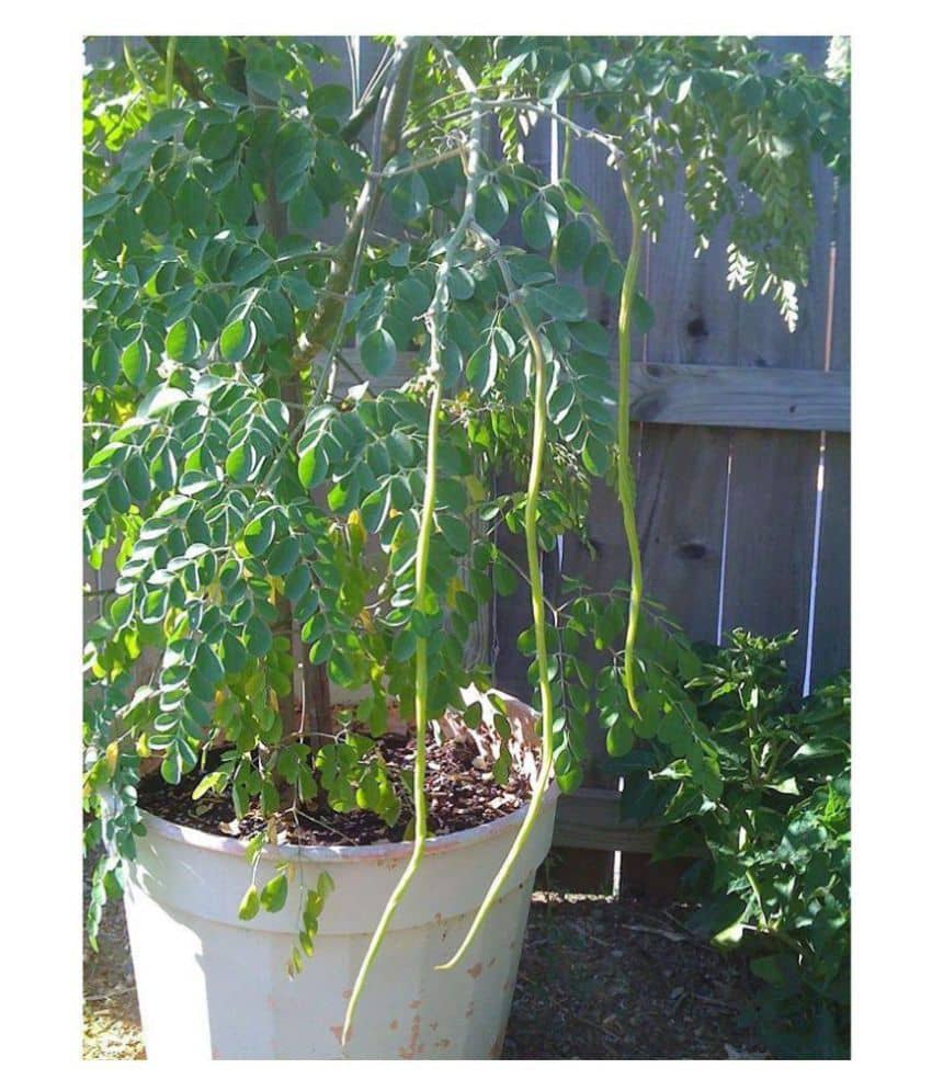 20 Seeds Dwarf Hybrid Drumstick Moringa Oleifera Short Dwarf Variety Vegetable Seeds-20 seeds