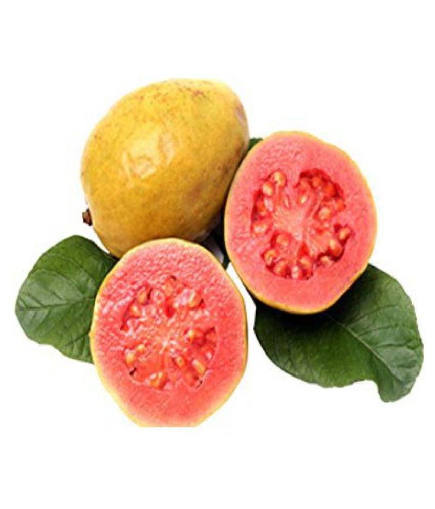 Bee Garden Bee Garden Organic Red Thailand Guava Fruit Seeds - Pack Of 50 Seeds Bee Garden Bee Garden Organic Red Thailand Guava Fruit Seeds - Pack Of 50 Seeds