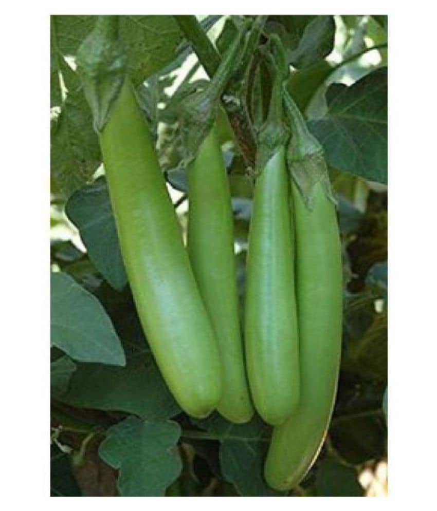 Green Brinjal Exotic Seeds - Pack of 50 Seeds F-1 Hybrid