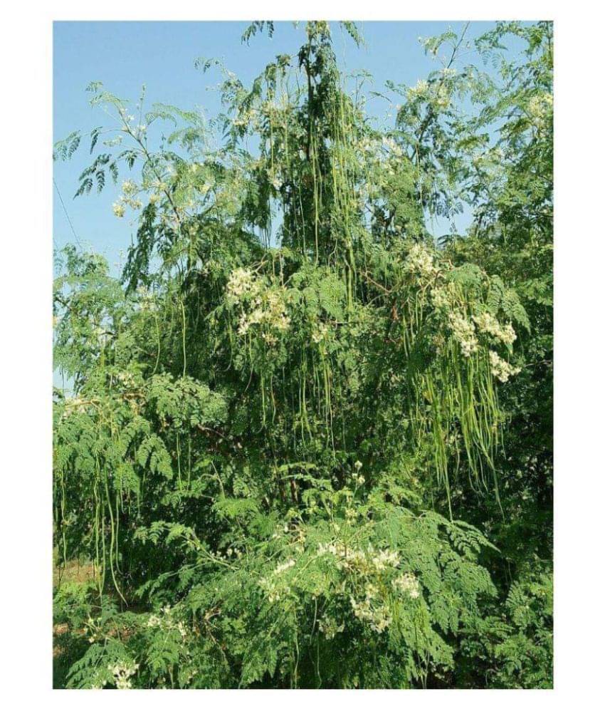 Guggala Drumstick Tree Seeds Guggala Drumstick Tree Seeds