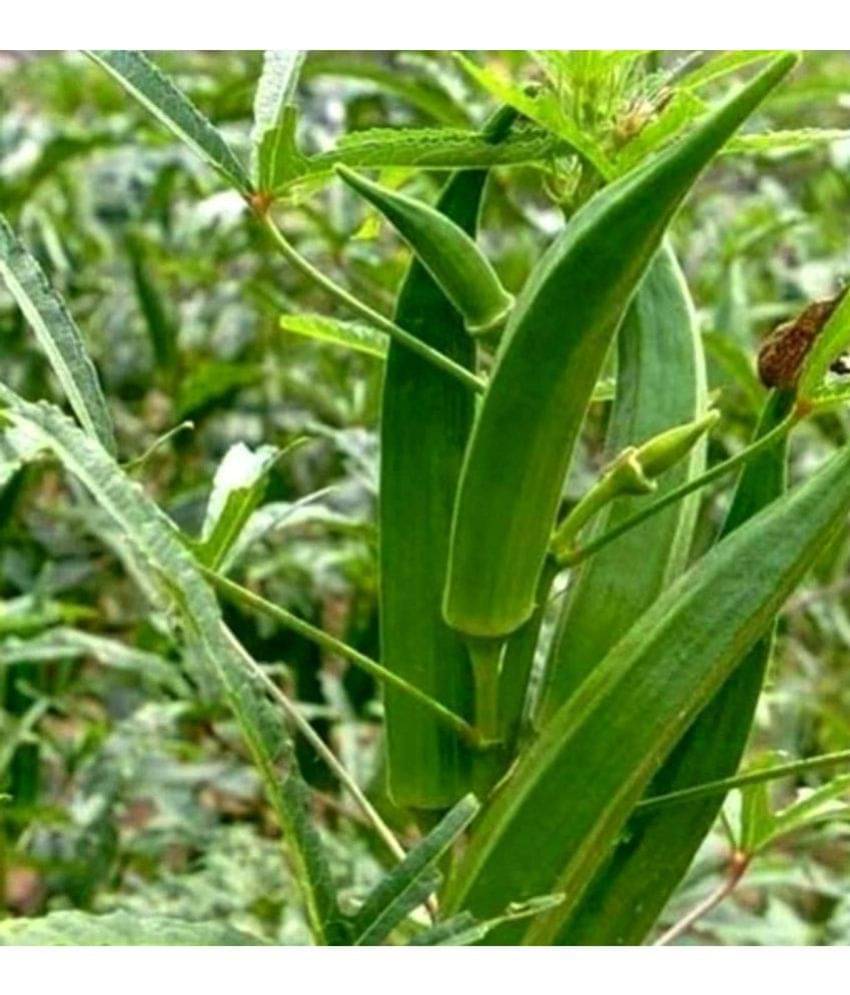 High Yield Lady Finger Hybrid F1 Supreme (II) Seeds for Terrace Kitchen Balcony Gardening 20 Seeds High Yield Lady Finger Hybrid F1 Supreme (II) Seeds for Terrace Kitchen Balcony Gardening 20 Seeds