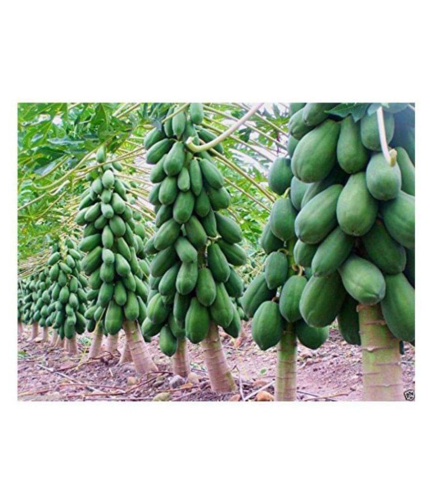     			Papaya Dwarf Quality Seed Fruit Seeds For Terrace Garden Bonsai Suitable Fruit