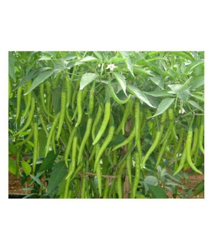 Seedscare Chilli Seeds Hot Jwala Pariksha Hybrid Omaxe Brand Combo (Pack of 50, 2 Packets) Seedscare Chilli Seeds Hot Jwala Pariksha Hybrid Omaxe Brand Combo (Pack of 50, 2 Packets)