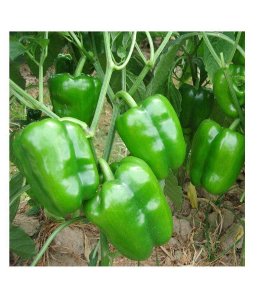 TrustBasket Open Pollinated Capsicum green seed50 seeds TrustBasket Open Pollinated Capsicum green seed50 seeds