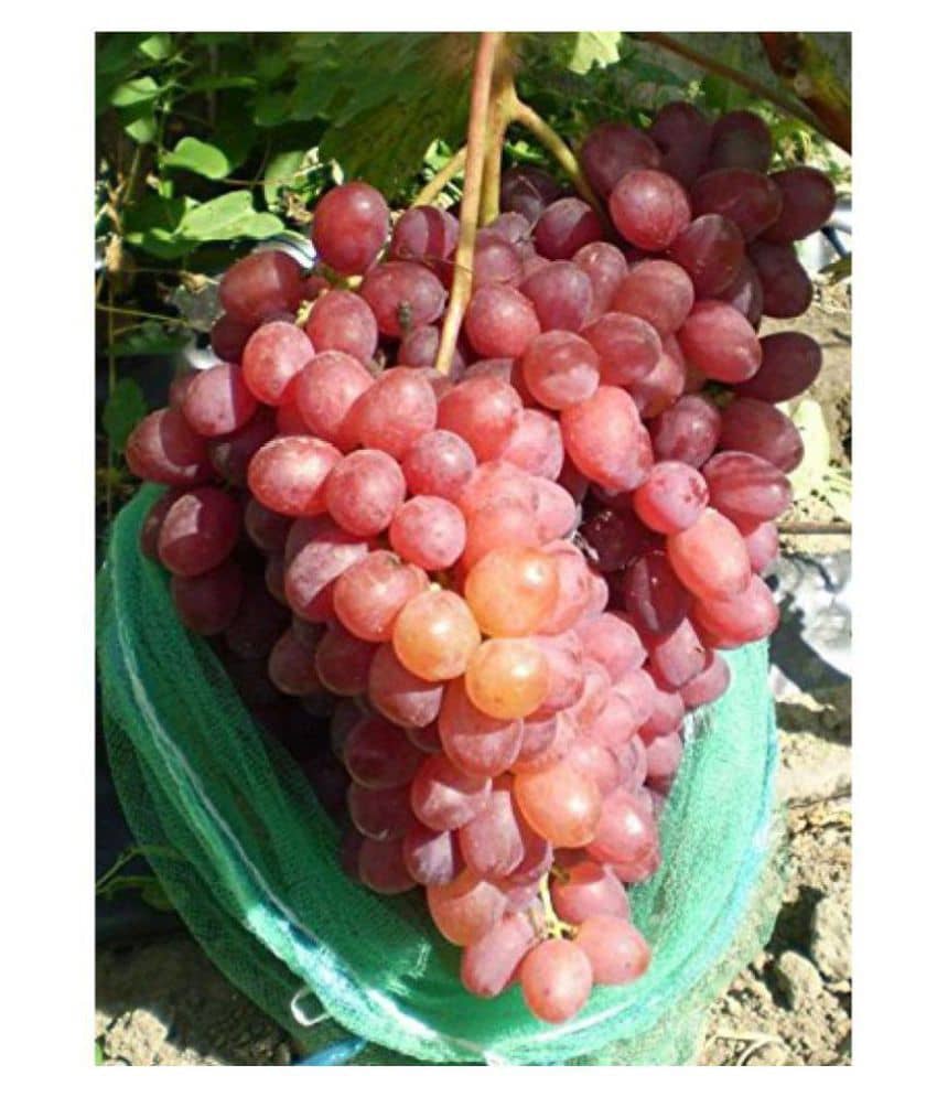 finger grapes professional seeds 25 seeds