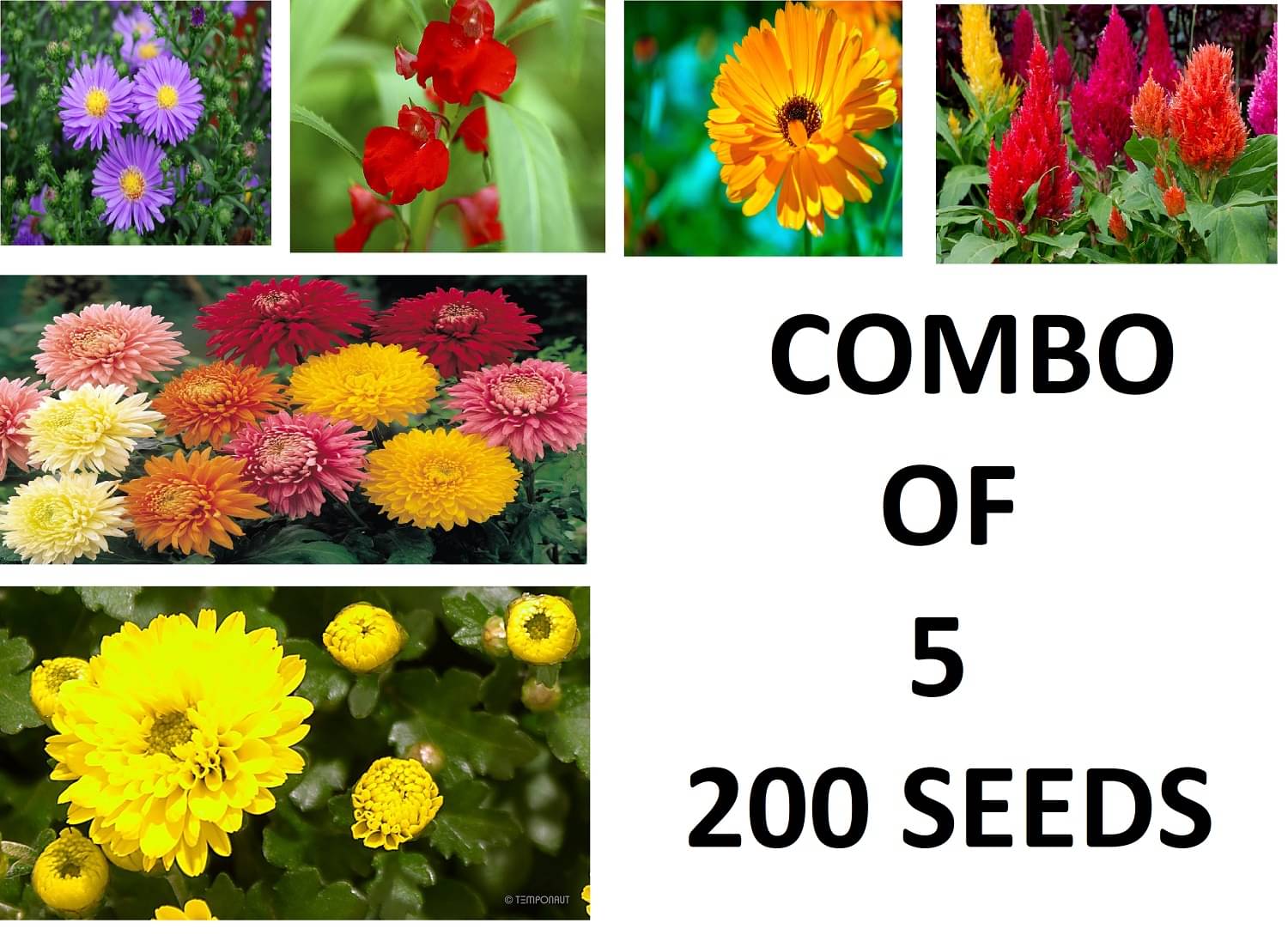     			combo of 5 mix flower seeds aster balsam calendula Celosia chrysanthemum 10 seed each with coco peat and growing soil