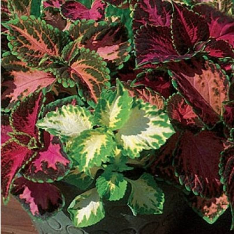     			GREEN WORLD COLEUS RAINBOW MIX SEEDS ( 50 SEEDS )