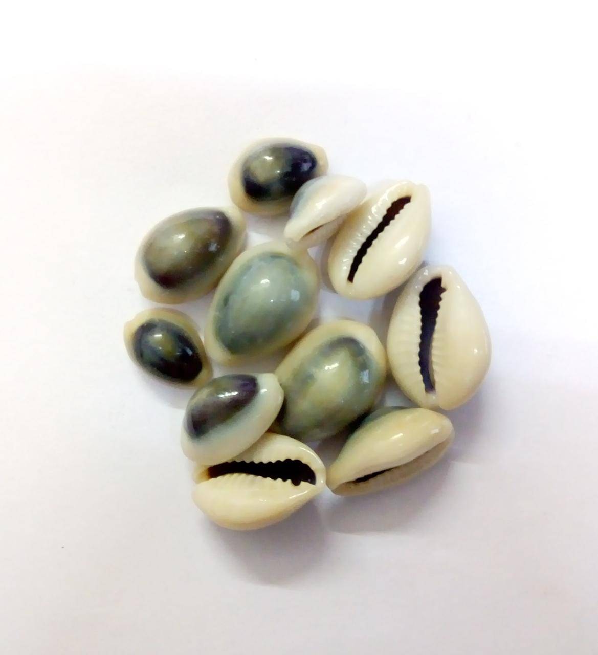     			Kesar Zems White Shell Craft Toys - Pack of 11