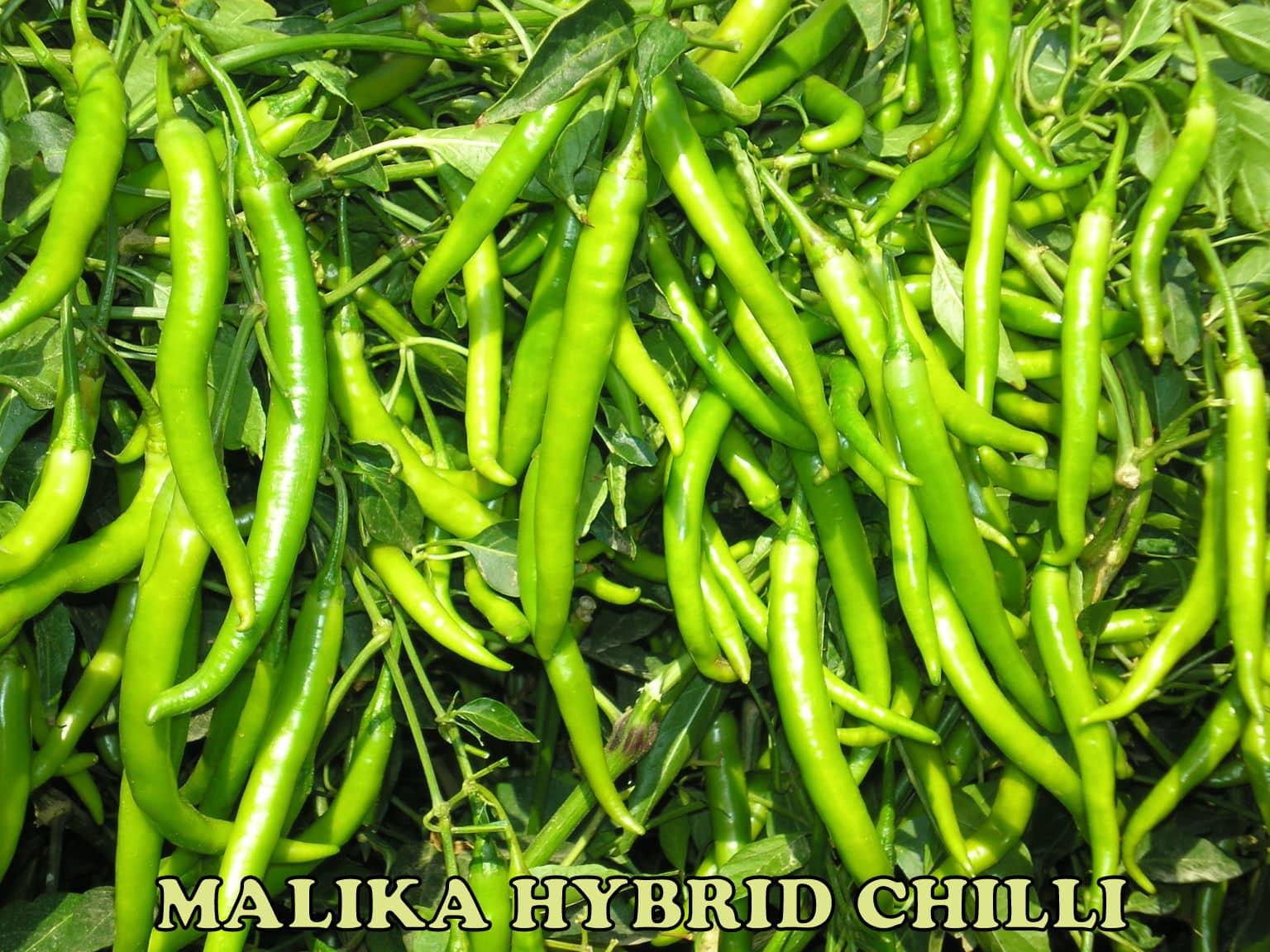 Green World Malika Chilli / Mirchi Seeds ( 100 Seeds )