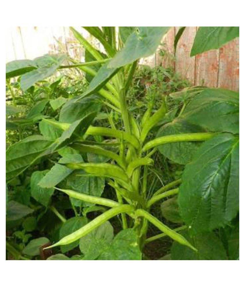     			AGRODAK FARM CLUSTER BEANS-GAVAAR PHALEE- GUWAR PHALI HYBRID SEEDS (1 PACKET)