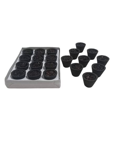     			Pure Guggal 12 Incense Cups Box with Holder Plate for Everyday use Kapoor guggal Guggal Dhoop