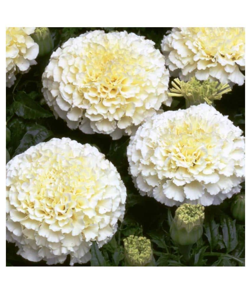 Marigold White Pearl Flowers High Quality Seeds - Pack of 20 Seeds F1 HYBRID