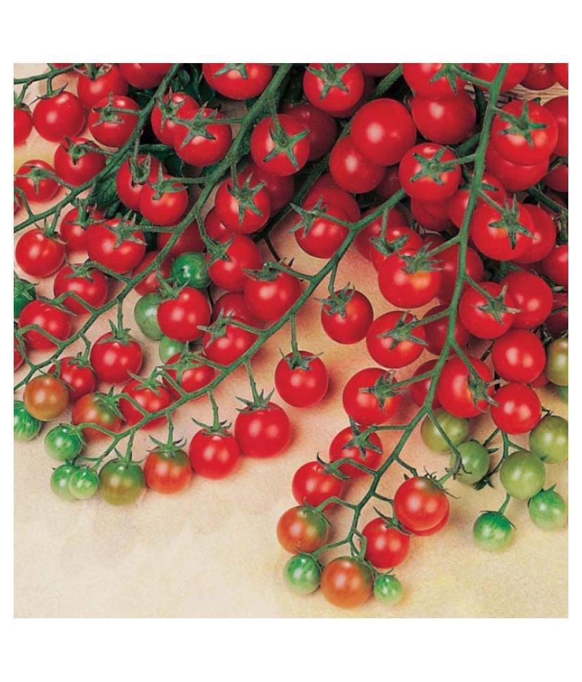 R-DRoz Cherry Tomato High Germination Vegetables Seeds - Pack of 50 Hybrid Seeds (Organic) R-DRoz Cherry Tomato High Germination Vegetables Seeds - Pack of 50 Hybrid Seeds (Organic)