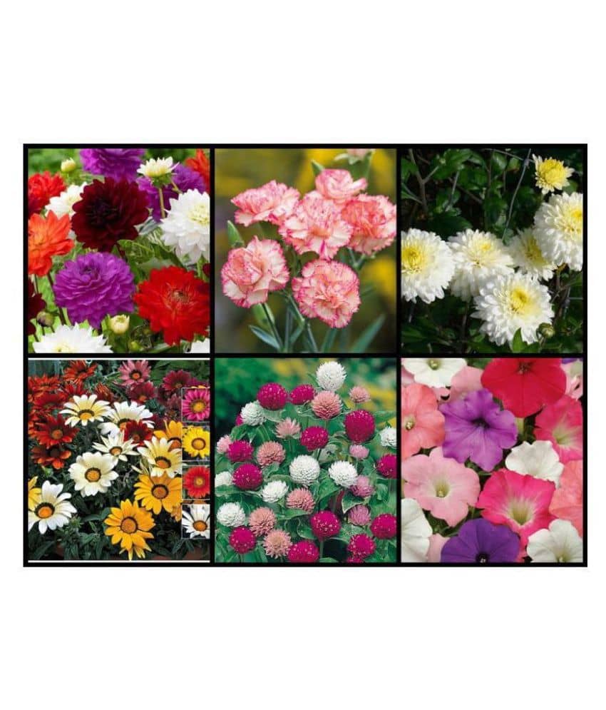 SimXotic Super Sav er 6 Types of Flowers Seeds for Home Garden (Dahlia, Carnation, Chrysanthemum, Gazania, Gomphrena & Petunia Flowers)