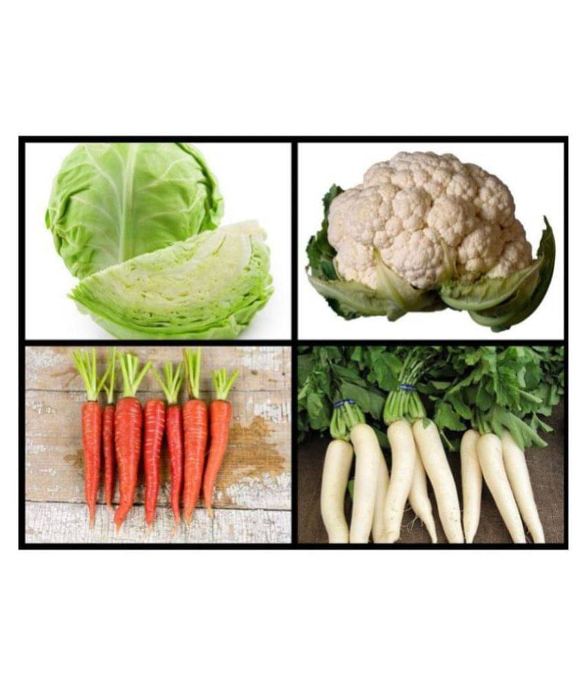Super Saver Combo of 4 Hybrid Vegetables (Cabbage, Cauliflower, White Radish & Red Carrot) F1 HYBRID Super Saver Combo of 4 Hybrid Vegetables (Cabbage, Cauliflower, White Radish & Red Carrot) F1 HYBRID