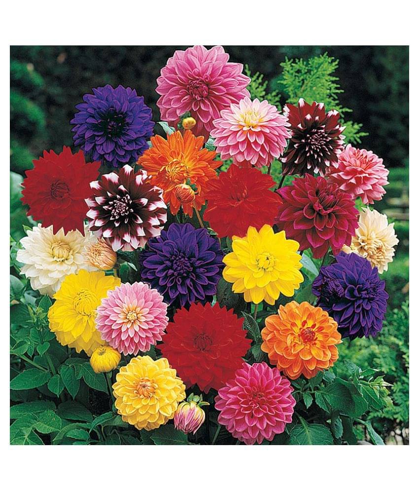     			Dahlia pachyderms Winter Flower Seeds with Coco Peat Seed Starter