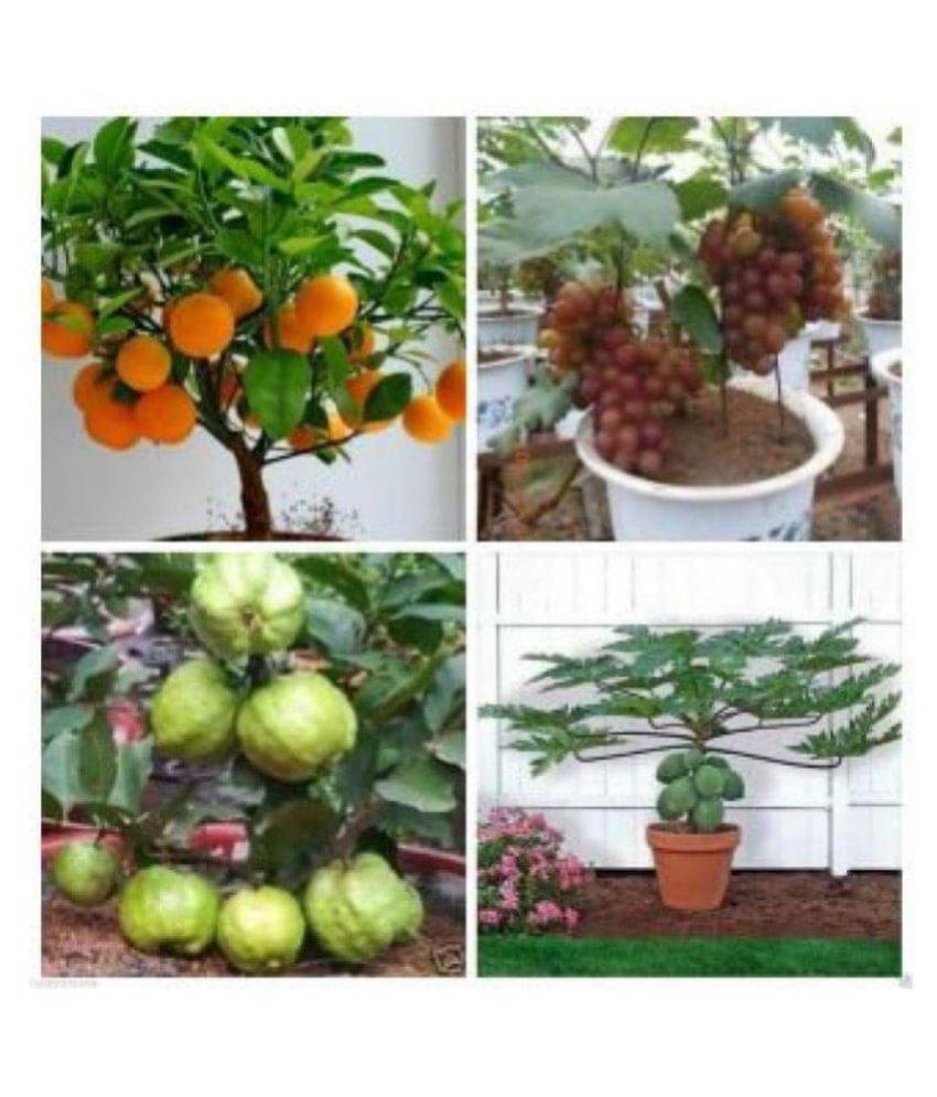     			Dwarf Fruit Seeds Garden Combo #4- Orange, Guava, Grapes, Papaya Seeds