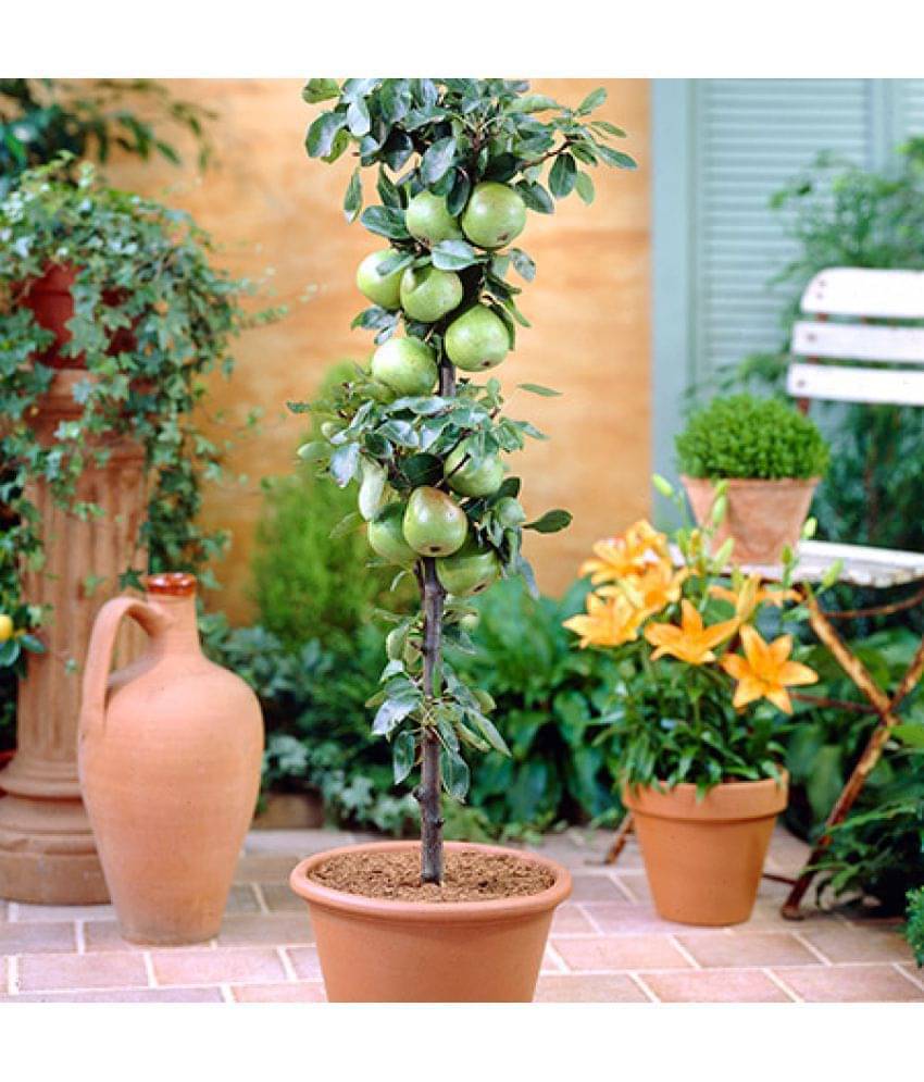     			Exotic Dwarf Apple Fruit Seeds 'Green Columnar Apple ' 10 Growing Seeds