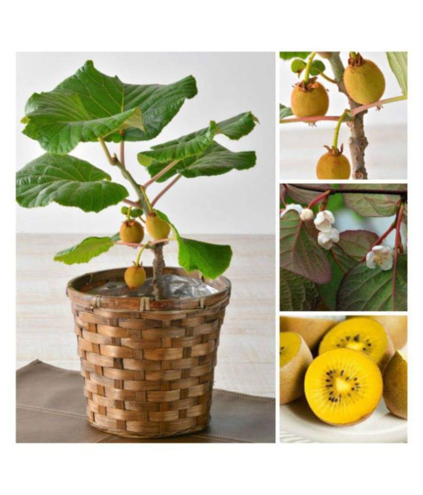     			Indoor Dwarf Kiwi Fruit Seed for Growing 30 Seeds/Bag