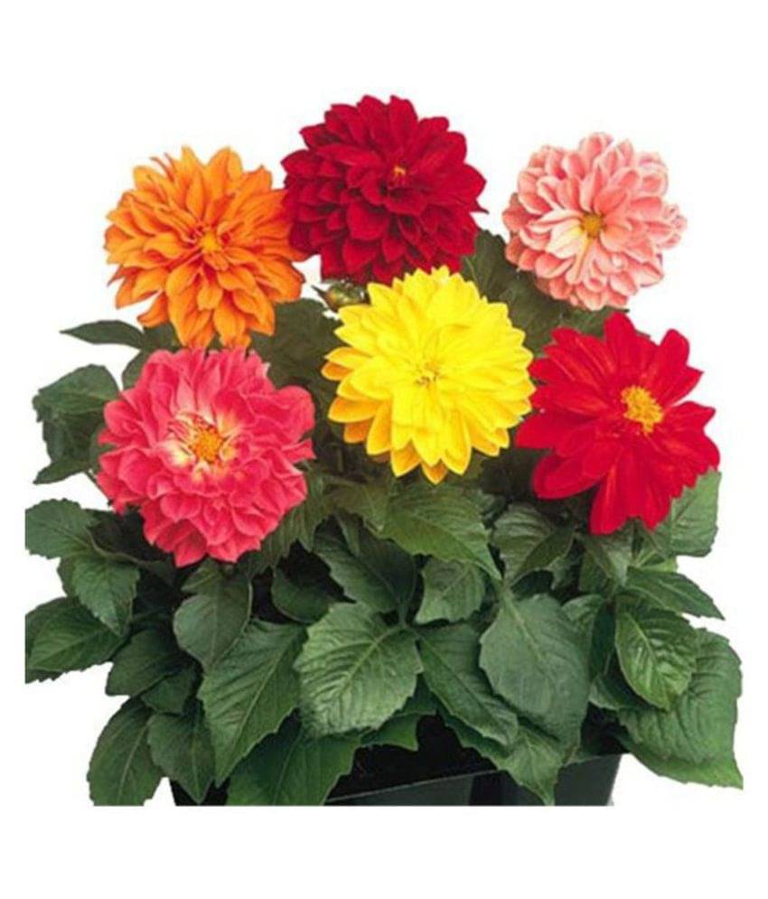     			Mixed Color Dahlia Winter Flower Seeds with Coco Peat Seed Starter
